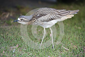 Thick-knee or Bush Stone-curlew photo