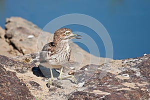 Thick Knee sitting on rock