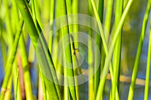 Background of seagrass closeups macro photo