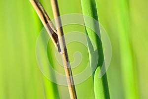 Background of seagrass closeups macro photo