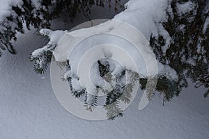 Thick layer of snow on branch of blue spruce