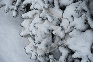 Thick layer of snow on branches of spruce