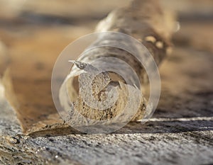 Thick layer of varnish peeling off the wooden board. Close up. Detail. Abstract. Background