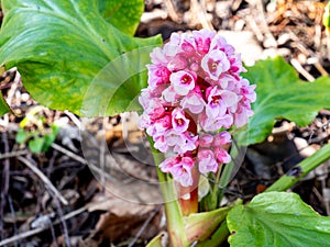 Thick leaf Bergenia Saxifragaceae blooms in spring photo