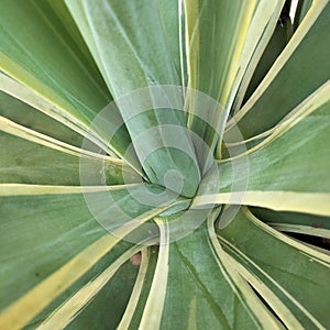 Thick leafy lilies, hard and thick texture