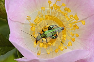 Thick-legged Flower Beetle