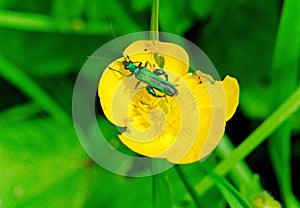 Thick-Legged Flower Beetle - Oedemera Nobilis -