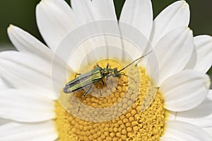 Thick-legged flower beetle Oedemera nobilis, on Anthemis tinctoria E.C.Buxton