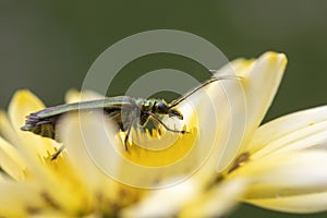 Thick-legged flower beetle (Oedemera nobilis), on Anthemis tinctoria \'E.C.Buxton\'