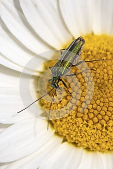 Thick-legged flower beetle Oedemera nobilis, on Anthemis tinctoria â€˜E.C.Buxton