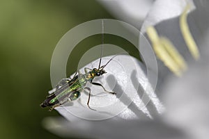 Thick-legged flower beetle Oedemera nobilis, on white Campanula