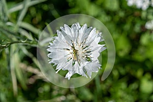 Thick legged flower beetle on a white cornflower