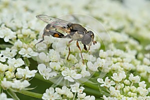 Thick-legged Hover Fly - Syritta pipiens