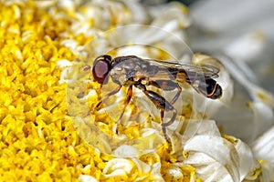 Thick-legged Hoverfly - Syritta pipiens feeding on flower pollen.