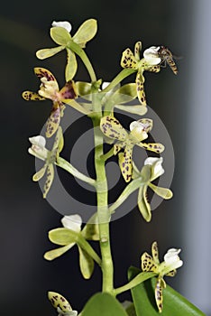 Thick Lipped Anacheilium Orchid