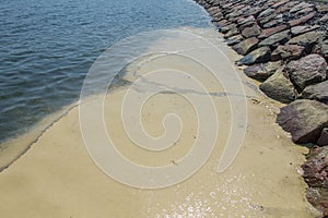 Thick mat of pollen on the ocean shore