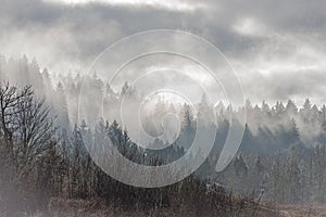 Thick mists engulfing a dense forest of pine trees