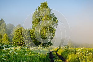 thick morning fog in the summer forest.