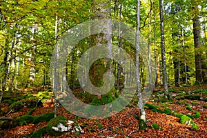 Thick moss covered silver fir (Abies alba) tree trunk