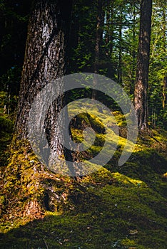 Thick Moss Growing on the Forest Floor in Argyll  and Bute in Scotland