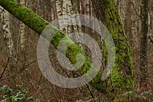 Thick moss on a tree.