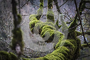 THICK MOSS ON TREE BRANCH