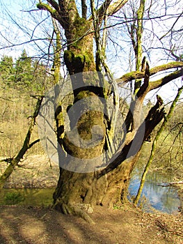 Thick old common oak tree