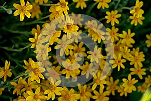 Thick Patch of Agoseris Flowers Fill Frame With Brilliant Yellow Color