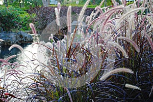 Thick patch of colorful grass flowers in a garden