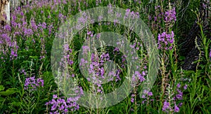 Thick Patch Of Fireweed Bloom In Summer