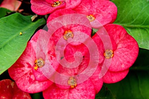 Thick Petalled Red Flowers