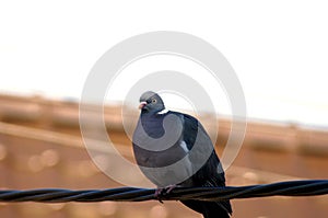 Thick Pigeon on the Power Line