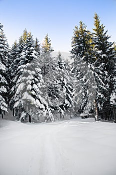 Thick pine forest with fresh snow