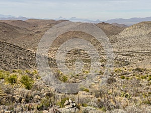 Thick Plants Fill The Vallies of Telephone Canyon