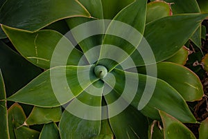 Thick pointy green leaves on shrub, Agave attenuata.  Agave Dragao