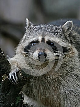 Thick raccoon.