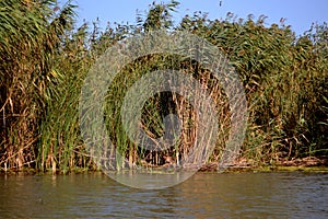 Thick reed curtains on the canals of the Danube Delta in Romania