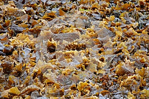 Thick seaweed on Scottish island