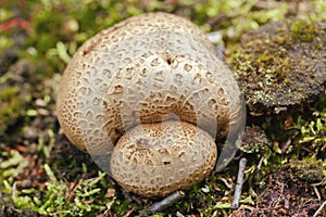 Thick-shelled earthball - Scleroderma citrinum