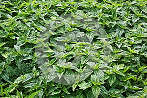 Thick shrubs of young nettle as a background