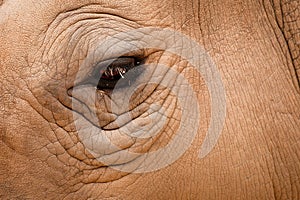 Thick skin and penetrating eye of rhinocerous