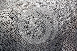 Thick skinned grey elephant skin abstract