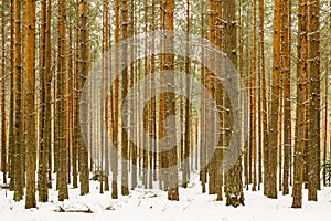 Thick snowy pine wood forest background