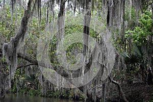 Thick Spanish Moss Hanging from Trees in Bayou