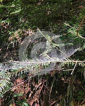 Thick spider web on a pinophyta, Seven Ladders Canyon, Piatra Mare Mountains, Timisu de Jos, Brasov, Romania photo
