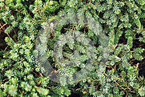 Thick spruce branches. Close-up. Background. Space for text