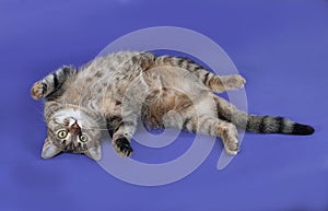 Thick striped cat lying on her back on blue