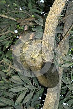 THICK-TAILED BUSH BABY OR GREATER GALAGO otolemur crassicaudatus, ADULT HANGING FROM BRANCH