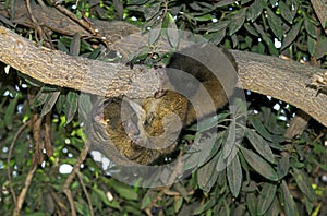 Thick-Tailed Bush Baby or Greater Galago, otolemur crassicaudatus, Adult Hanging from Branch