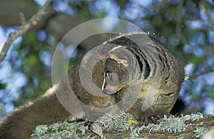 Thick-Tailed Bush Baby or Greater Galago, otolemur crassicaudatus, Adult standing on Branch